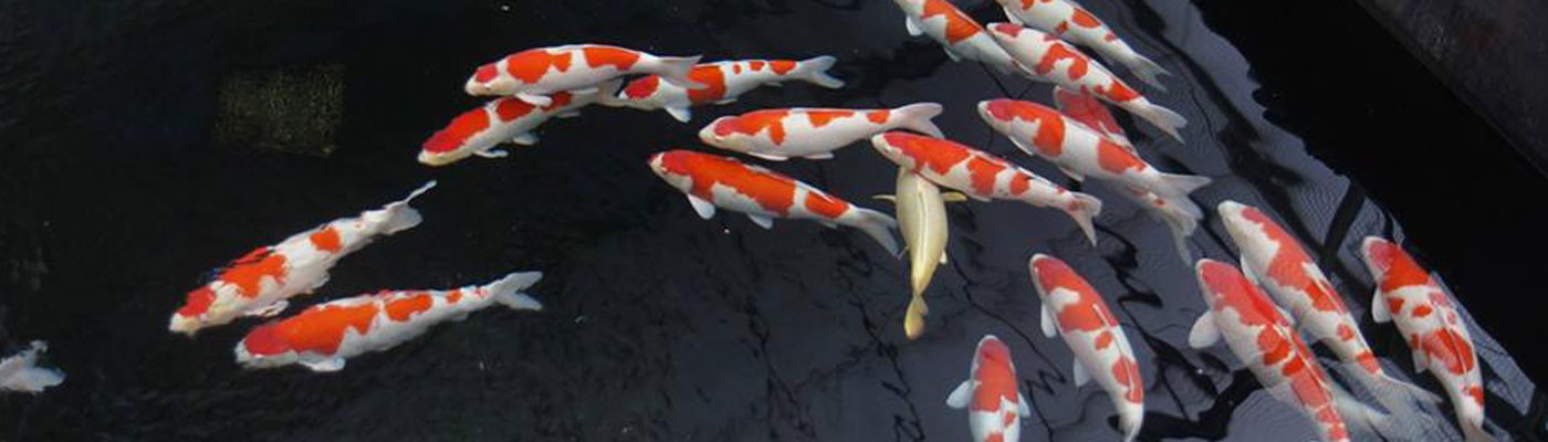 MoSt Koi